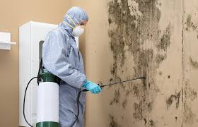 Environmental Consulting for Mold Prevention in Laurens, IA